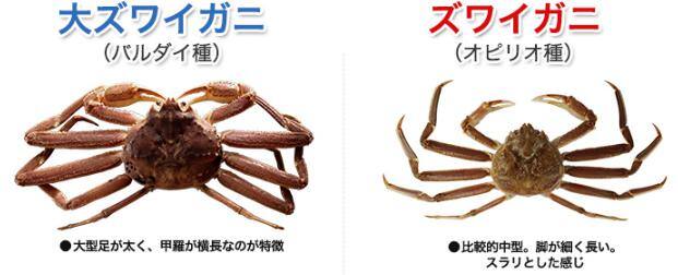 ロシア産、カナダ産のズワイガニの違い